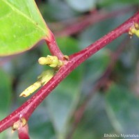 Phyllanthus candolleanus (Wight & Arn.) Chakrab. & N.P.Balakr.